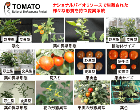 tomato 
resource｜T-PIRC