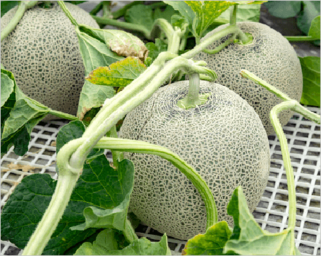 melon resource｜T-PIRC