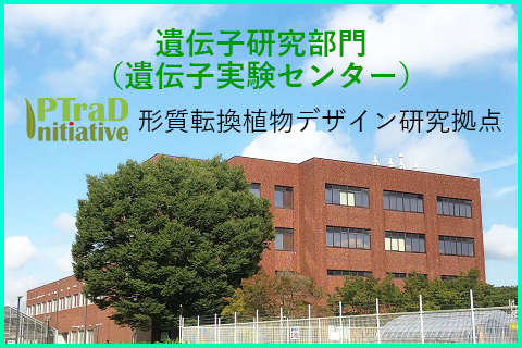 遺伝子実験部門｜筑波大学つくば機能植物イノベーション研究センター（T-PIRC）