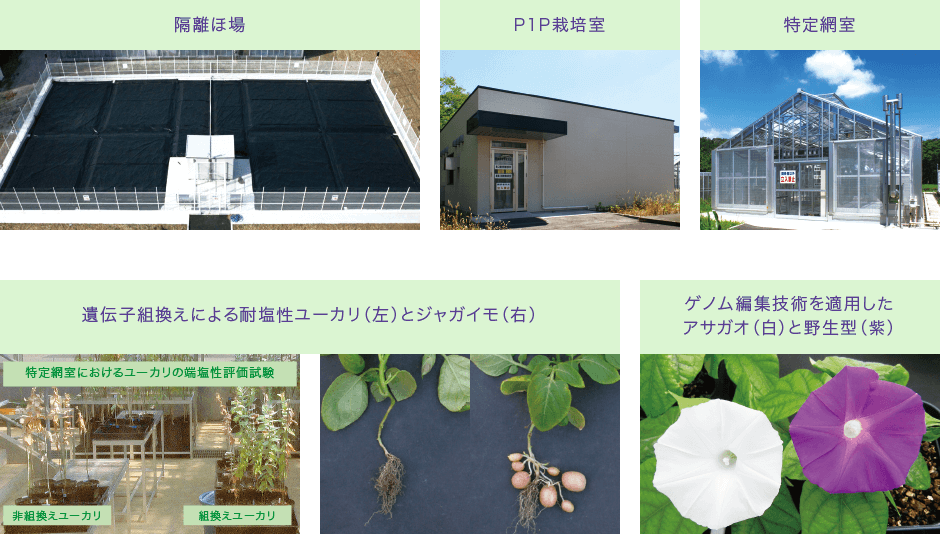 遺伝子実験センター|筑波大学つくば機能植物イノベーション研究センター(T-PIRC)