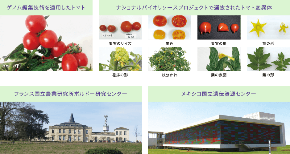遺伝子実験センター|筑波大学つくば機能植物イノベーション研究センター(T-PIRC)