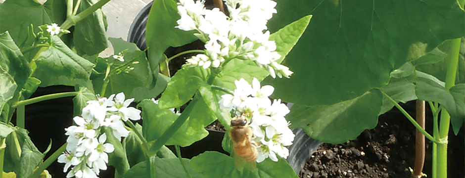 スライダー画像｜筑波大学つくば機能植物イノベーション研究センター（T-PIRC）